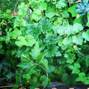 How a garden can help the environment 