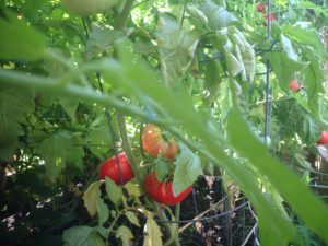 a garden can help the environment