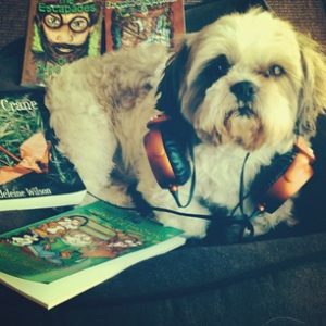 Cute shih tzu