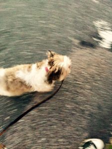 Cute dog photos 
